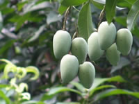 Mangifera indica